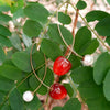 UBAN Jewels™ Sweet Cherry Drop Earrings - 18k Gold-Plated Anti-Tarnish Red Resin Fruit Statement Earrings